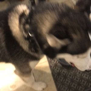 Meet your Posher, Cameron